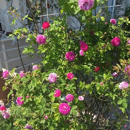 Nyaraló Magnolia *