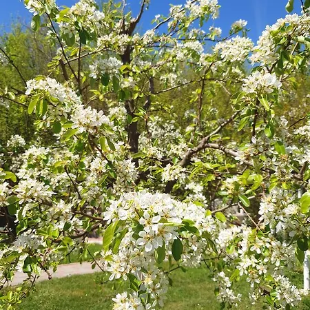 Magnolia *